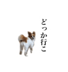 ちゃっちゃんの日常会話（個別スタンプ：2）