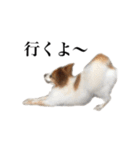 ちゃっちゃんの日常会話（個別スタンプ：3）
