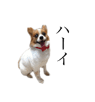 ちゃっちゃんの日常会話（個別スタンプ：8）