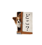 ちゃっちゃんの日常会話（個別スタンプ：11）