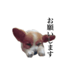 ちゃっちゃんの日常会話（個別スタンプ：12）