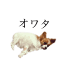 ちゃっちゃんの日常会話（個別スタンプ：15）