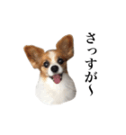 ちゃっちゃんの日常会話（個別スタンプ：18）