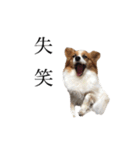 ちゃっちゃんの日常会話（個別スタンプ：23）