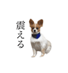 ちゃっちゃんの日常会話（個別スタンプ：26）