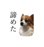 ちゃっちゃんの日常会話（個別スタンプ：29）