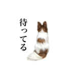 ちゃっちゃんの日常会話（個別スタンプ：31）
