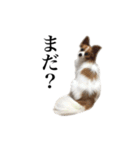 ちゃっちゃんの日常会話（個別スタンプ：32）