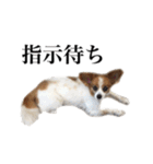 ちゃっちゃんの日常会話（個別スタンプ：33）