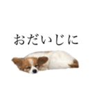 ちゃっちゃんの日常会話（個別スタンプ：34）