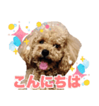 マカロンと風太（個別スタンプ：1）