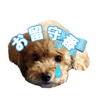 マカロンと風太（個別スタンプ：2）