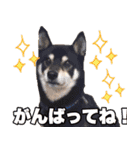 マカロンと風太（個別スタンプ：4）