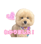 マカロンと風太（個別スタンプ：5）