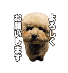 マカロンと風太（個別スタンプ：9）