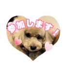 マカロンと風太（個別スタンプ：10）