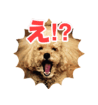 マカロンと風太（個別スタンプ：11）