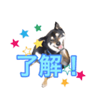 マカロンと風太（個別スタンプ：13）