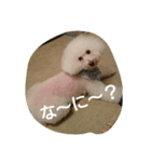 白トイプー ムクのスタンプ（個別スタンプ：3）