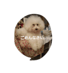 白トイプー ムクのスタンプ（個別スタンプ：9）