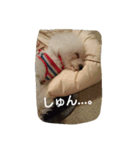 白トイプー ムクのスタンプ（個別スタンプ：13）