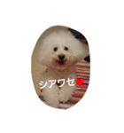 白トイプー ムクのスタンプ（個別スタンプ：14）