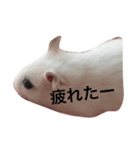 みるきぃ（個別スタンプ：3）