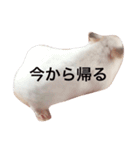 みるきぃ（個別スタンプ：8）