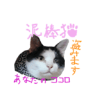 牛柄猫スタンプ01（個別スタンプ：1）