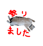 牛柄猫スタンプ01（個別スタンプ：2）