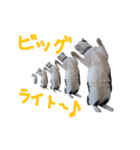 牛柄猫スタンプ01（個別スタンプ：4）