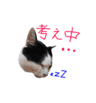 牛柄猫スタンプ01（個別スタンプ：5）