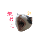 牛柄猫スタンプ01（個別スタンプ：7）