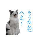 牛柄猫スタンプ01（個別スタンプ：8）