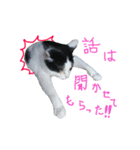 牛柄猫スタンプ01（個別スタンプ：9）