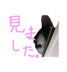 牛柄猫スタンプ01（個別スタンプ：11）