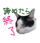 牛柄猫スタンプ01（個別スタンプ：15）