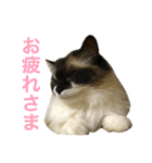 のんのんのんちゃん◎（個別スタンプ：12）
