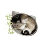 のんのんのんちゃん◎（個別スタンプ：25）