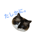 のんのんのんちゃん◎（個別スタンプ：27）