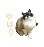 のんのんのんちゃん◎（個別スタンプ：28）