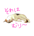 リリ と きなこ（個別スタンプ：1）