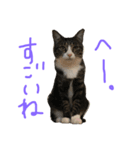 リリ と きなこ（個別スタンプ：2）