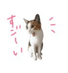 リリ と きなこ（個別スタンプ：4）
