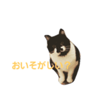 うちのたまころさん（個別スタンプ：3）