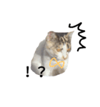 わが家の仲良し三兄弟猫ギガ☆ミケ☆サザエ（個別スタンプ：3）