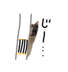 わが家の仲良し三兄弟猫ギガ☆ミケ☆サザエ（個別スタンプ：4）