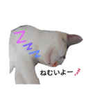 わが家の仲良し三兄弟猫ギガ☆ミケ☆サザエ（個別スタンプ：6）