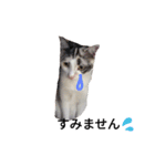 わが家の仲良し三兄弟猫ギガ☆ミケ☆サザエ（個別スタンプ：7）