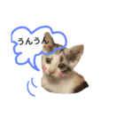 わが家の仲良し三兄弟猫ギガ☆ミケ☆サザエ（個別スタンプ：8）